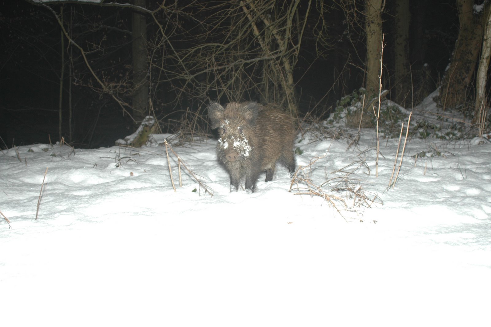  Image name: 40 Cinghiale.jpg 
 width: 1600 pixel 
 height: 1064 pixel 
 Size: 192403 bytes 
 Click to enlarge 